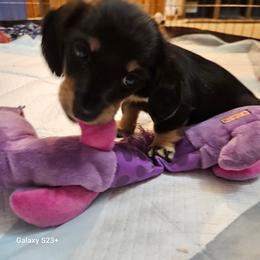 Lil Miss Cuddler - Black and cream female Dachshund puppy in Hartford, Michigan from Mac Fam Dachshunds
