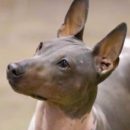 Pixel - American Hairless Terrier