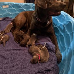 White - Charcoal female Dilute Retriever puppy in Marion, Illinois from Summer Lovin’ Labradors of Southern Illinois