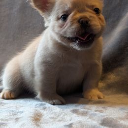 Boy 1 - White male French Bulldog puppy in Battle Ground, Washington from Ferguson's Bulldogs
