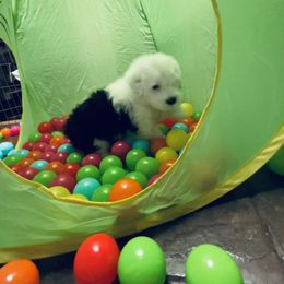 Old English Sheepdog Puppies from Bumblebears Old English Sheepdogs