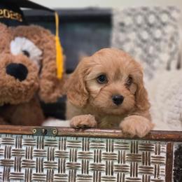 Boy 1 - Red male Cavapoo puppy in Lincolnton, North Carolina from Cuddable Pups