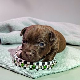 Patterdale Terrier Puppies from Moormont Kennels