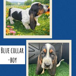 Boy 5 - Black brown and white male Basset Hound puppy in Knoxville, Tennessee from Jen's Bassets
