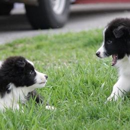Border Collies and Papillons from Larimar Border Collies and Papillons