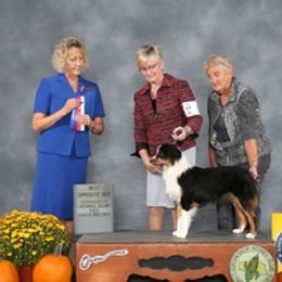 Pippen - Miniature American Shepherd