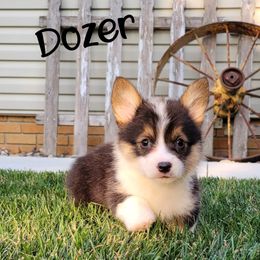 Pembroke Welsh Corgi and Poodle Puppies from Windy Willows