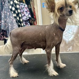 Ella - Chinese Crested