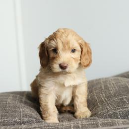 Green - Caramel male Australian Labradoodle puppy in Williamstown, New York from Lewis Manor Labradoodles