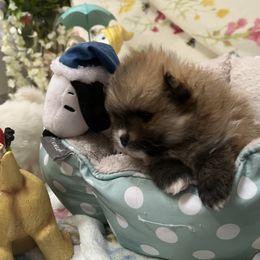 Pomeranians from Mala Poms