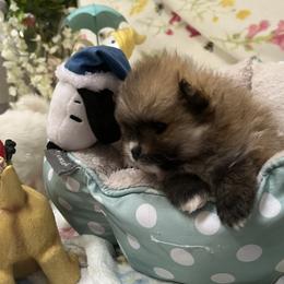 Pomeranians from Mala Poms