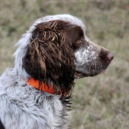 Boone - English Springer Spaniel