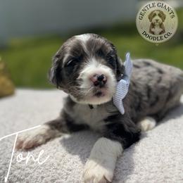 Assorted Doodle Crosses and Bernedoodle Puppies from Gentle Giants Doodle Co.