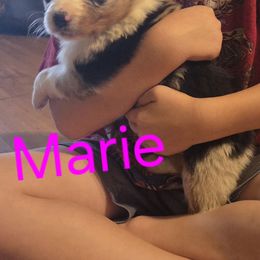 Marie - Blue merle female Australian Shepherd puppy in Summerville, Georgia from H-F Farms