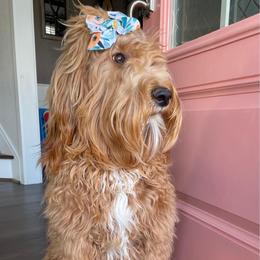Lyla - Goldendoodle
