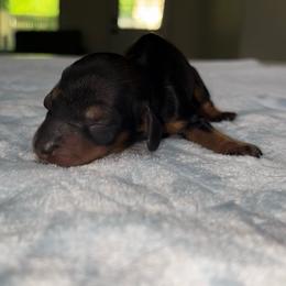 Girl 3 - Red female Dachshund puppy in Pilot Point, Texas from Diamond B Doxies