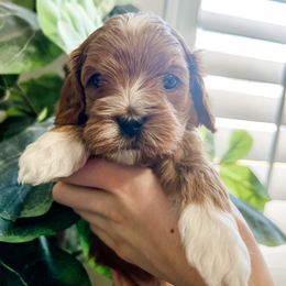 Cavapoo Puppies from Ruby's Cavapoos