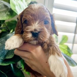 Cavapoo Puppies from Ruby's Cavapoos