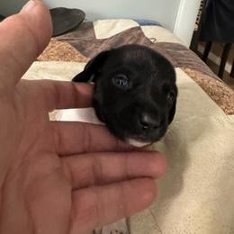 Rex - Black and cream male Dachshund puppy in Mount Airy, North Carolina from Mayberry Dachshunds