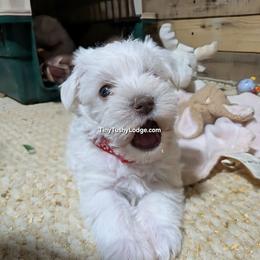 AKC red collar - White female Miniature Schnauzer puppy in Greencastle, Indiana from Tiny Tushy Lodge