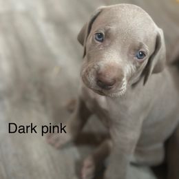 Gia - Silver gray female Weimaraner puppy in Spartanburg, South Carolina from Palmetto State Weimaraners