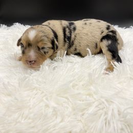 Miniature Australian Shepherd Puppies from Hilltop Aussies