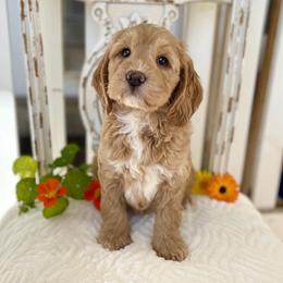 Clifford - Apricot male Goldendoodle puppy in Mapleton, Utah from Natural Doodle Life