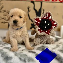 Hopper - Golden male Golden Retriever puppy in Duncan, South Carolina from Glimmer Goldens