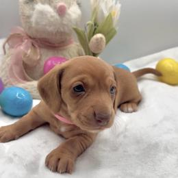 Hazel - Red female Dachshund puppy in Goodyear, Arizona from AZ Royal Doxies llc