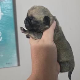 Fawn Male - Fawn male Pug puppy in Olin, North Carolina from Piggy Pugs
