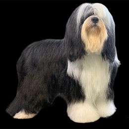 Zara - Tibetan Terrier