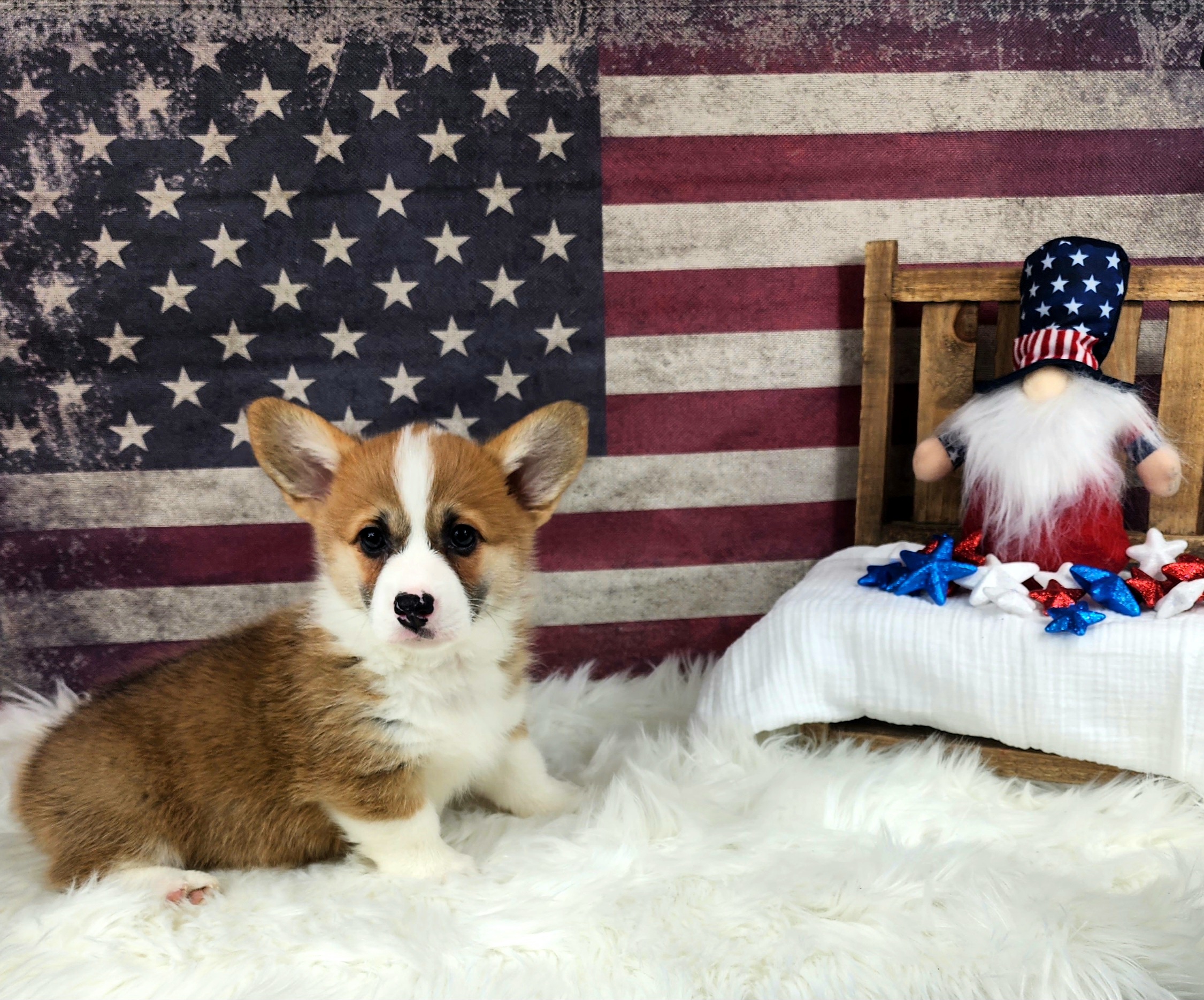Pembroke Welsh Corgi Puppies from Hilltop Corgis