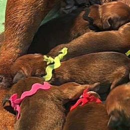 Lime Collar - Red female Staffordshire Bull Terrier puppy in Monroe, Georgia from Irresistibull Staffords