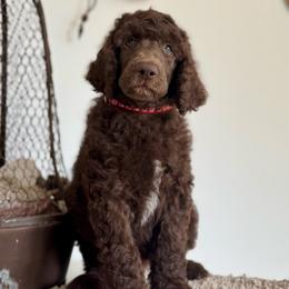 McIntosh - Brown male Poodle puppy in Julian, California from Above the Pines Poodles