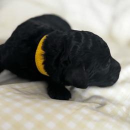 BIRDIE - Black female Poodle puppy in Thornton, Colorado from Shandy Poodle