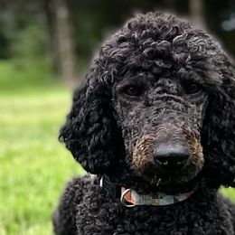 Poodles and Sheepadoodles from Spot On Doodles and Poodles