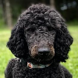 Poodles and Sheepadoodles from Spot On Doodles and Poodles