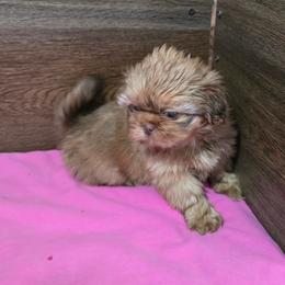 Female 2 - Chocolate and tan female Shih Tzu puppy in Meadows Of Dan, Virginia from Walt’s Shih Tzus