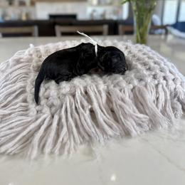 White Collar - Black male Irish Doodle puppy in Indiahoma, Oklahoma from Farm Fresh Doodles