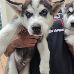 Siberian Husky Puppies from Nikolay Veltchev