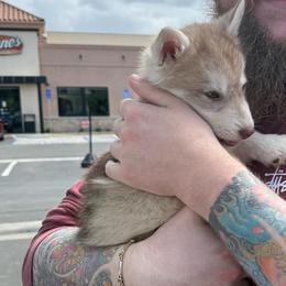 Purple Collar - Red and white female Siberian Husky puppy in Squaw Valley, California from Bear Mountain