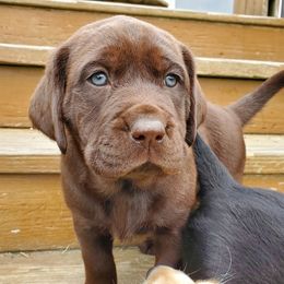 Labrador Retrievers from LuLu Ridge Pups
