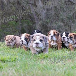 Bulldog Puppies from Magnificent Bulldogs