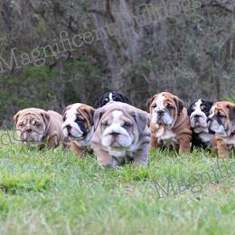 Bulldog Puppies from Magnificent Bulldogs