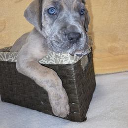 Will - Blue brindle male Great Dane puppy in Bay City, Michigan from Monarch Danes