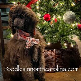 Sage - Phantom female Poodle puppy in Greenville, North Carolina from Grace Poodles