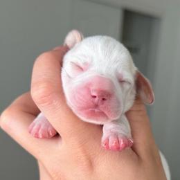 Extreme Red Piebald - Piebald female Dachshund puppy in El Paso, Texas from IVK9's Dachshunds