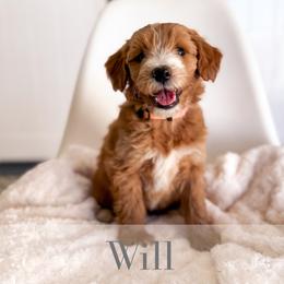 Willie - Red  male Goldendoodle puppy in Melba, Idaho from KZ Doodles