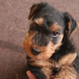 Cairn Terriers and Welsh Terriers from MoorGreen Terriers