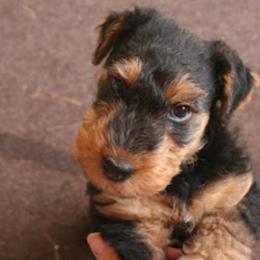 Cairn Terriers and Welsh Terriers from MoorGreen Terriers